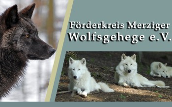 Zum Förderverein Merziger Wölfe e.V.